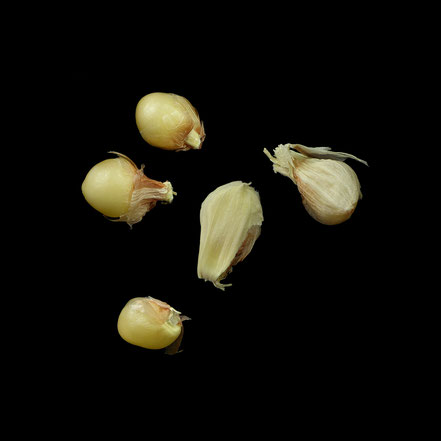 Spelzmais - maize - corn