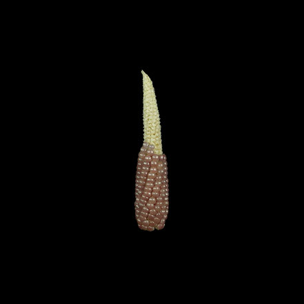 Pink Pop - maize - corn - Puffmais