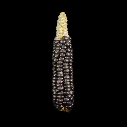 Taos Blue - maize - corn - Stärkemais