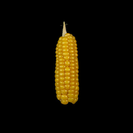 Cihcahtih - maize - corn - Hartmais