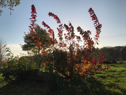 Vor einem blauen Himmel  im Gegenlicht fotografierter Strauch mit roten Blättern auf einer grünen Wiese.