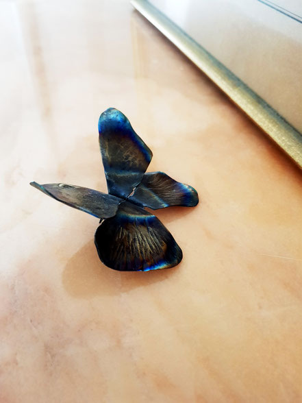 Papillon