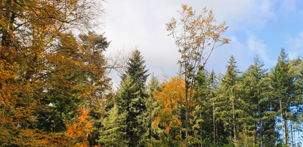 Herbststimmung im Mischwald