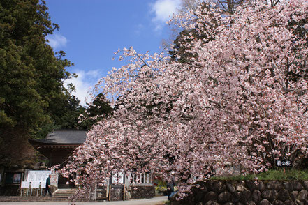 御形神社(みかたじんじゃ)の正福寺桜