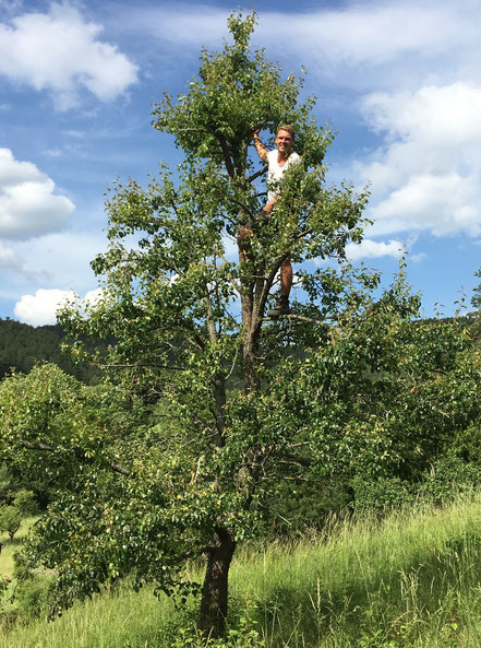 Obstbaumpflege und Obstbaumschnitt für Starnberg, München und Murnau