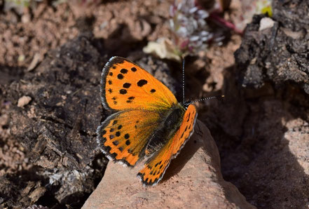 T. phoebus, femelle, région d'Igherm, Anti-Atlas sud-occidental, 2017, ©Frédérique Courtin-Tarrier 