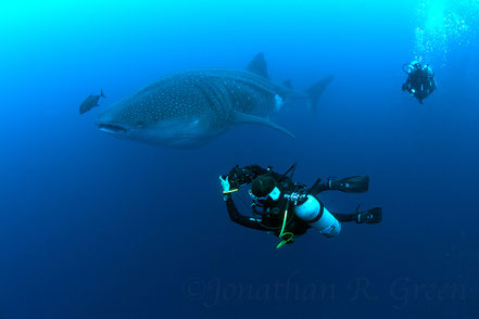 Galapagos Shark Diving - Walhai und Taucher