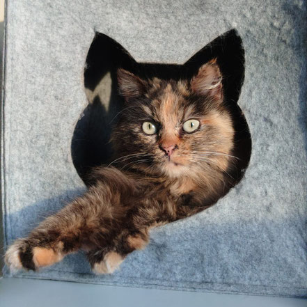 Ils Sont Reserves Site De Chats Du Coeur Brestois