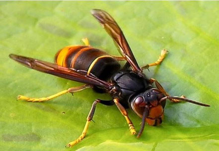 Frelon asiatique (aux pattes jaunes)