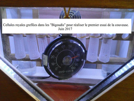 Cellules royale dans une couveuse