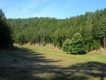 Panorama vu par les abeilles au reveil