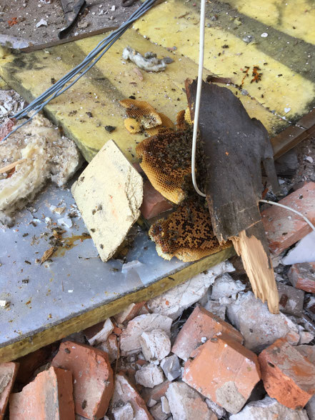 Reste de cire, couvain naissant et quelques abeilles