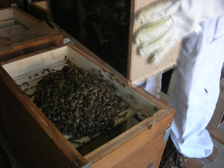 Enruchage de paquets d'abeilles
