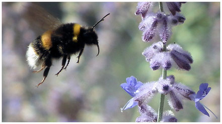 Bourdon terrestre