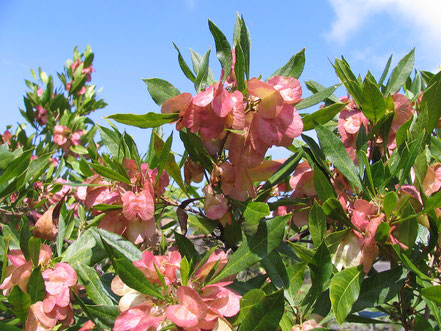 ‘A‘ali‘i (Dodonaea viscosa) Amy Greenwell Garden Hawaii