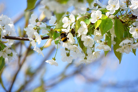 Hummel an Blüten in der Streuobstwiese