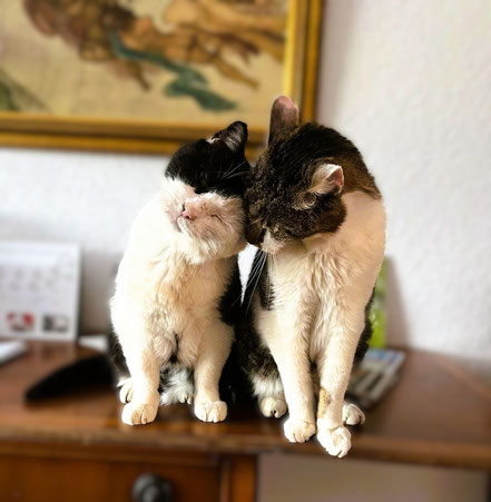 Mao und Julian im gut aiderbichl katzenland bei der Ballermann Ranch von Annette und Andre Engelhardt in Niedersachseni