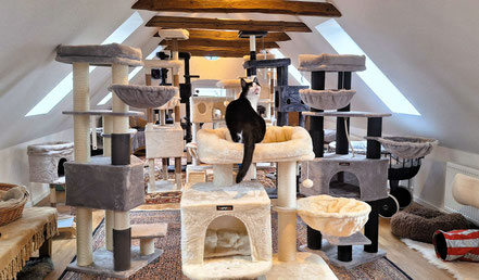 katzenland, gut aiderbichl, ballermann, ballermann ranch, engelhardt, blockwinkel, katzenvilla  
