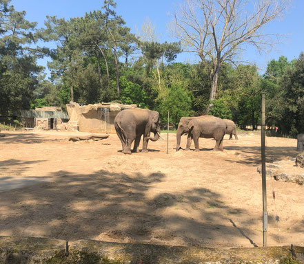 Eléphants