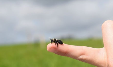 Foto einer Wildbiene auf einem Finger