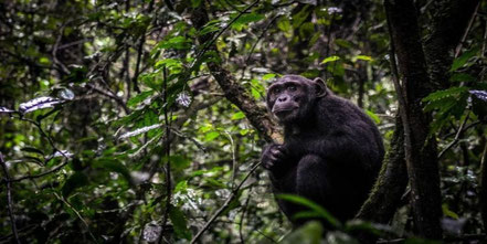 Nyungwe-forest-national-park-chimpanzee.jpg