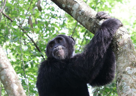 Kibale-forest-national-park-chimpanzee-tracking-&-chimpanzee-habituation.jpg