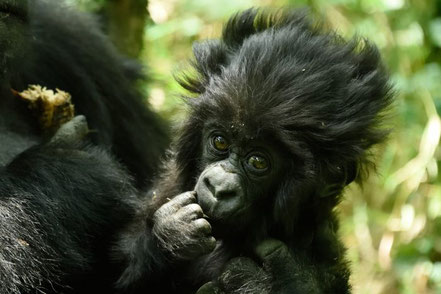 Volcanoes-national-park-gorillas.jpg