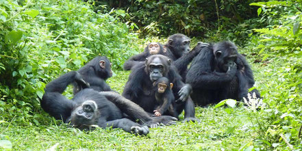 bwindi-impenetrable-forest-national-park-gorillas.jpg