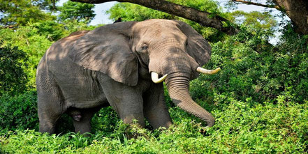 queen-eleizabeth-national-park-elephant.jpg