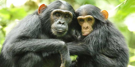budongo-forest-reserve-chimpanzee.jpg