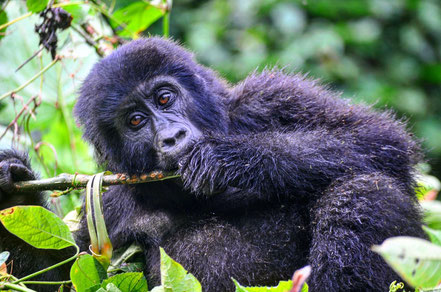 Uganda-Mountain -Gorilla.jpg