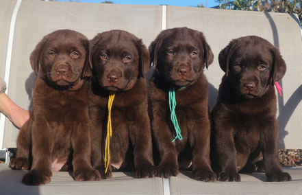 Cuccioli labrador in Piemonte