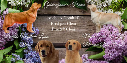 Allevamento Goldenflame di Golden e Labrador riconosciuto da ENCI