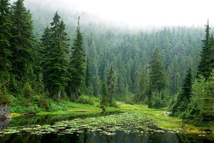 West Vancouver Forest