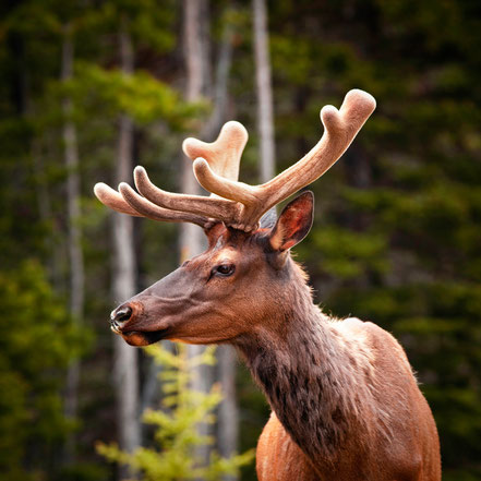 Elk Banff National Park Canada