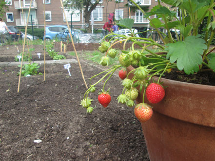 Aardbeiden - de Vliegertuin - Zuilen - Utrecht