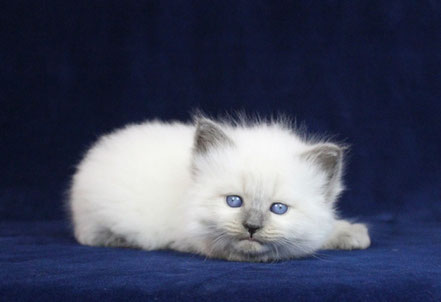 Info Kittens Allevamento Gatto Siberiano
