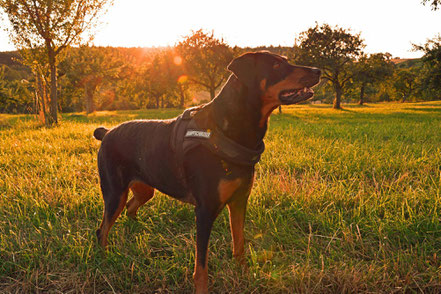 Dobermann-Rottweiler-Mix mit nach Standard kupierter Rute