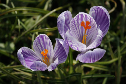Krokus