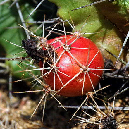Echinocereus coccineus paucispinus