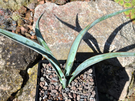 Yucca baccata vespertina MG 1982.4