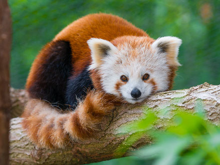 Kleiner Panda im Saarbrücker Zoo