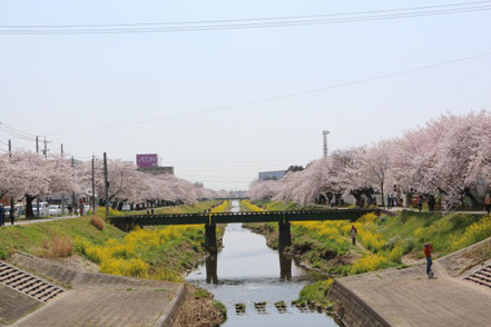 佐奈川の桜並木