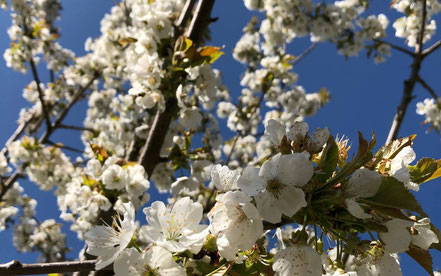 Nahaufnahme weißer Kirschblüten an einem Ast vor blauem Himmel