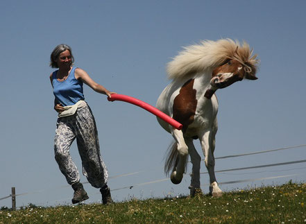 Icelandic horse Helgi loves exercises inspired by Intrinzen