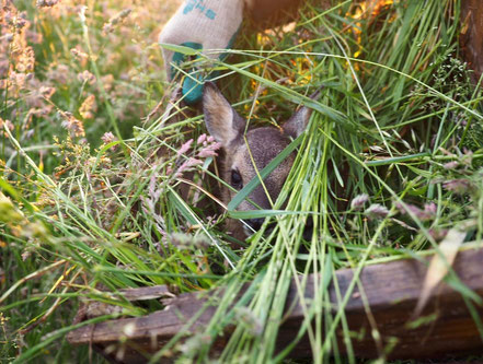 Kitz in Box mit Gras