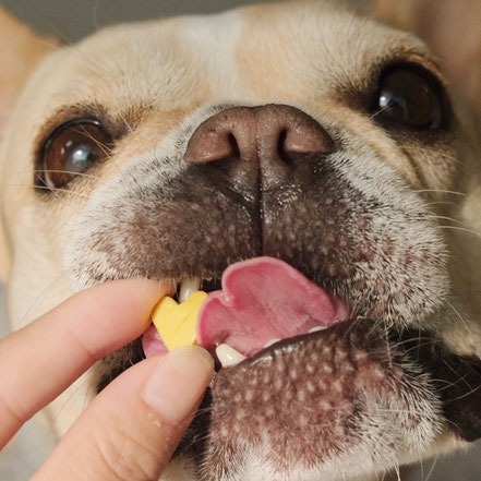 iico/犬と人が一緒に楽しめるおやつと雑貨