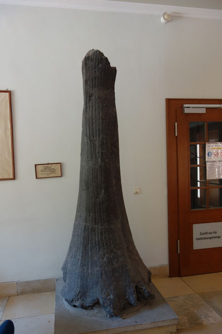 Versteinerter Baum im Botanischen Institut