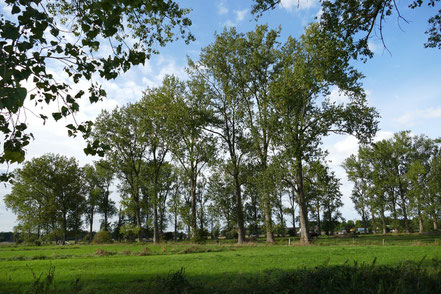 Artenschutz: Wichtige Heimat für bedrohte Fledermäuse und andere.
