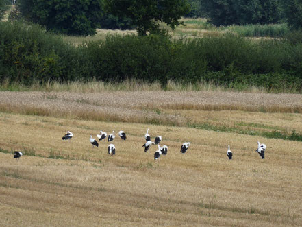 15 Störche in der Boberger Niederung.